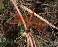 Brachythemis contaminata