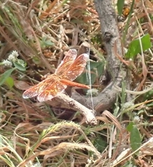 Brachythemis contaminata