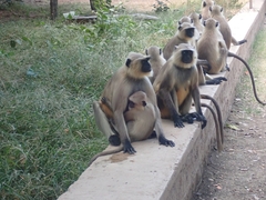 Semnopithecus entellus