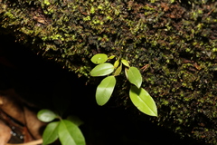 Dendrobium tetragonum