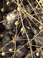 Kickxia elatine