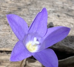 Wahlenbergia capillaris