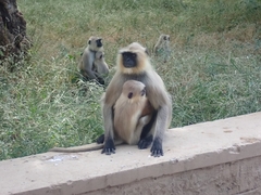 Semnopithecus entellus