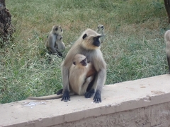 Semnopithecus entellus