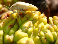 Thyanta custator accerra