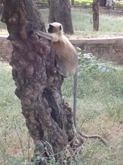 Semnopithecus entellus