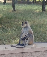 Semnopithecus entellus