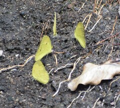 Eurema andersoni