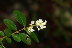 Ligustrum ovalifolium