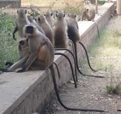 Semnopithecus entellus