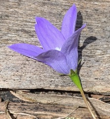 Wahlenbergia capillaris