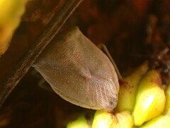 Thyanta custator accerra