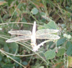 Brachythemis contaminata