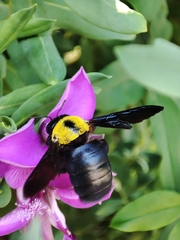 Xylocopa pubescens