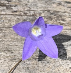 Wahlenbergia capillaris