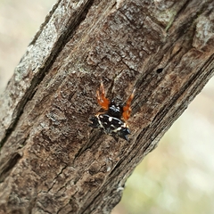 Austracantha minax