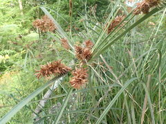 Cyperus thunbergii