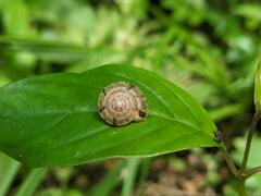 Aegista
