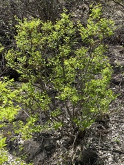 Phyllanthus pinnatus