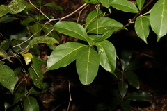 Cissus sterculiifolia