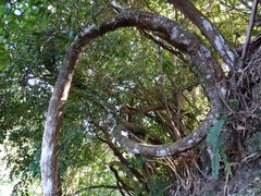 Millettia pachycarpa