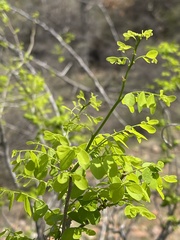 Phyllanthus pinnatus