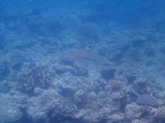 Carcharhinus melanopterus