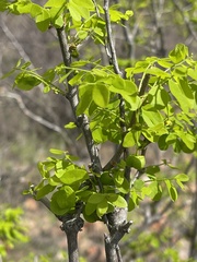 Phyllanthus pinnatus