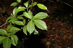 Cissus sterculiifolia