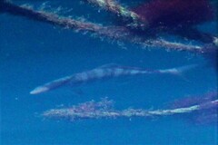 Seriola rivoliana