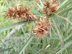 Cyperus thunbergii