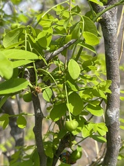 Phyllanthus pinnatus