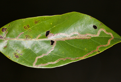 Phyllocnistis hyperpersea