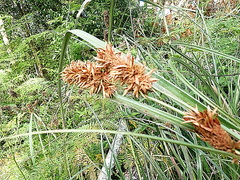 Cyperus thunbergii
