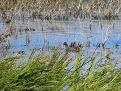 Gallinula chloropus meridionalis