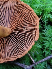 Cortinarius rubellus