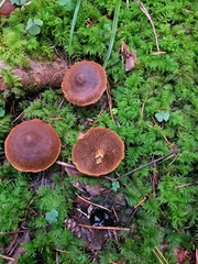 Cortinarius rubellus