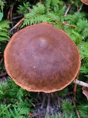 Cortinarius rubellus