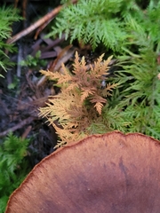 Cortinarius rubellus