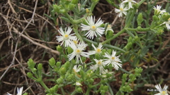 Ruschia multiflora