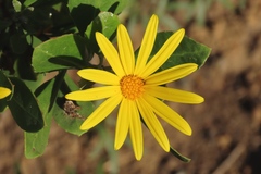 Osteospermum moniliferum