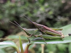 Atractomorpha similis