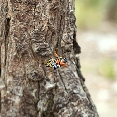 Austracantha minax