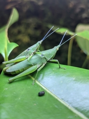 Atractomorpha similis