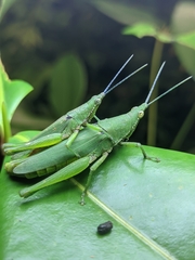 Atractomorpha similis