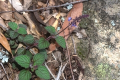 Coleus