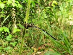 Eusynthemis nigra
