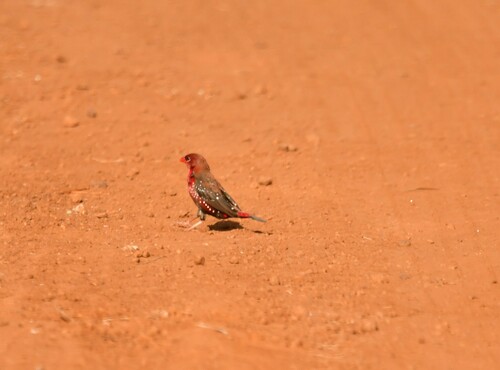Bengalí rojo (Amandava amandava)