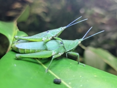 Atractomorpha similis