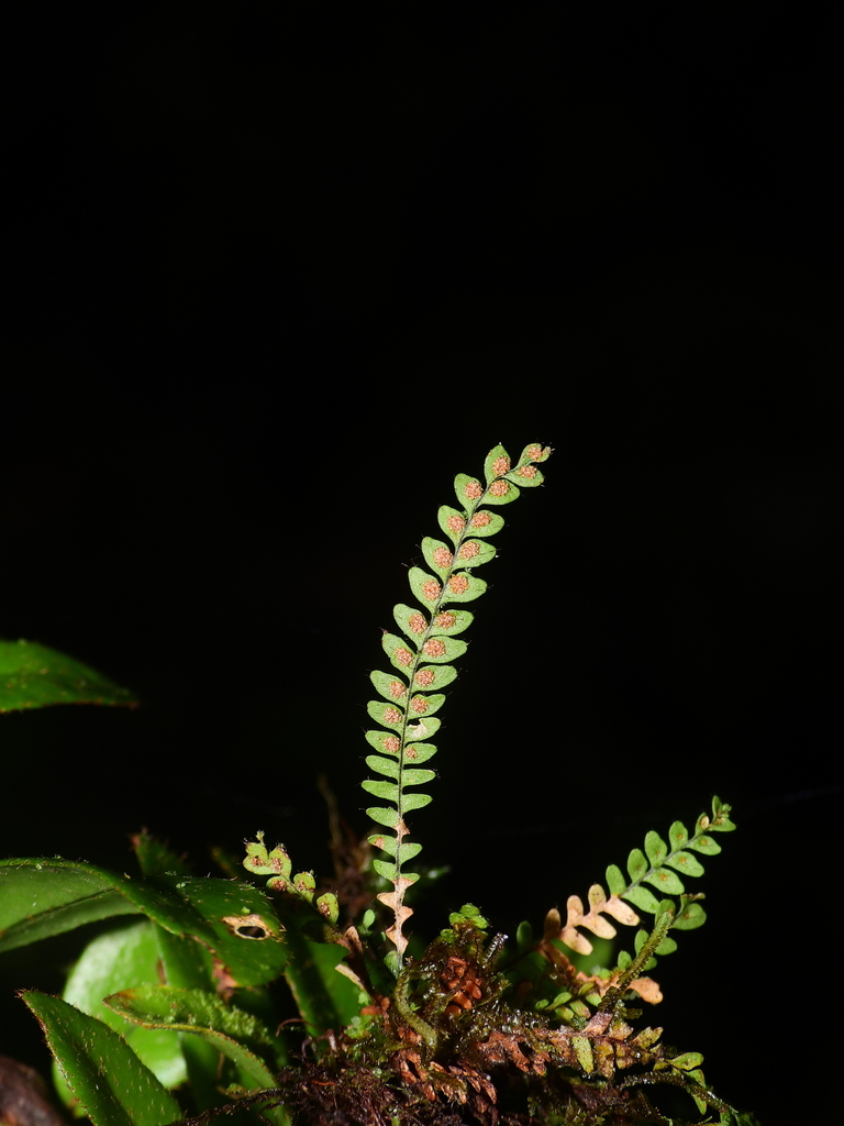 Grammitis exigua